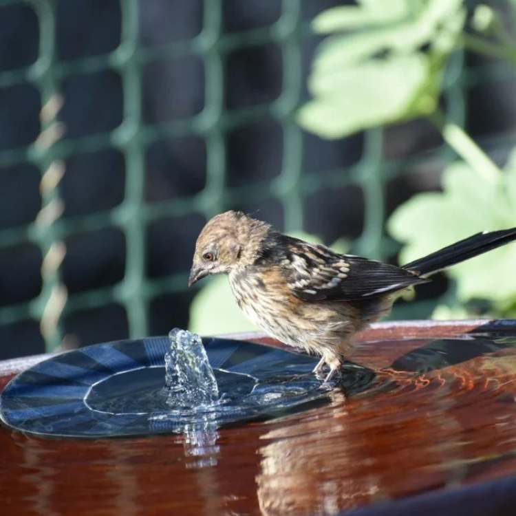 Solar-Springbrunnen Schwimmend | Gartenbrunnen Pumpe | Solar | Teich & Vogelbad